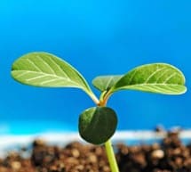 Sustentabilidade: cases de sucesso